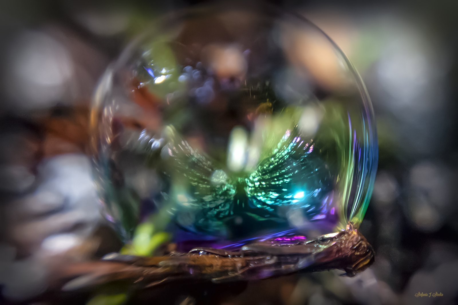 Butterfly in bubble