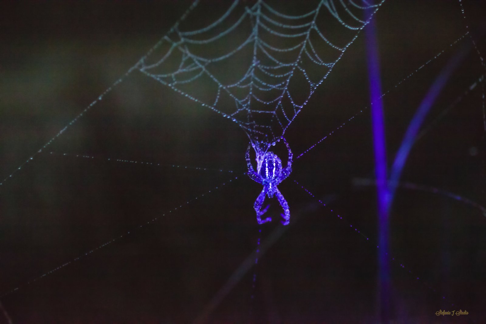 Spider web