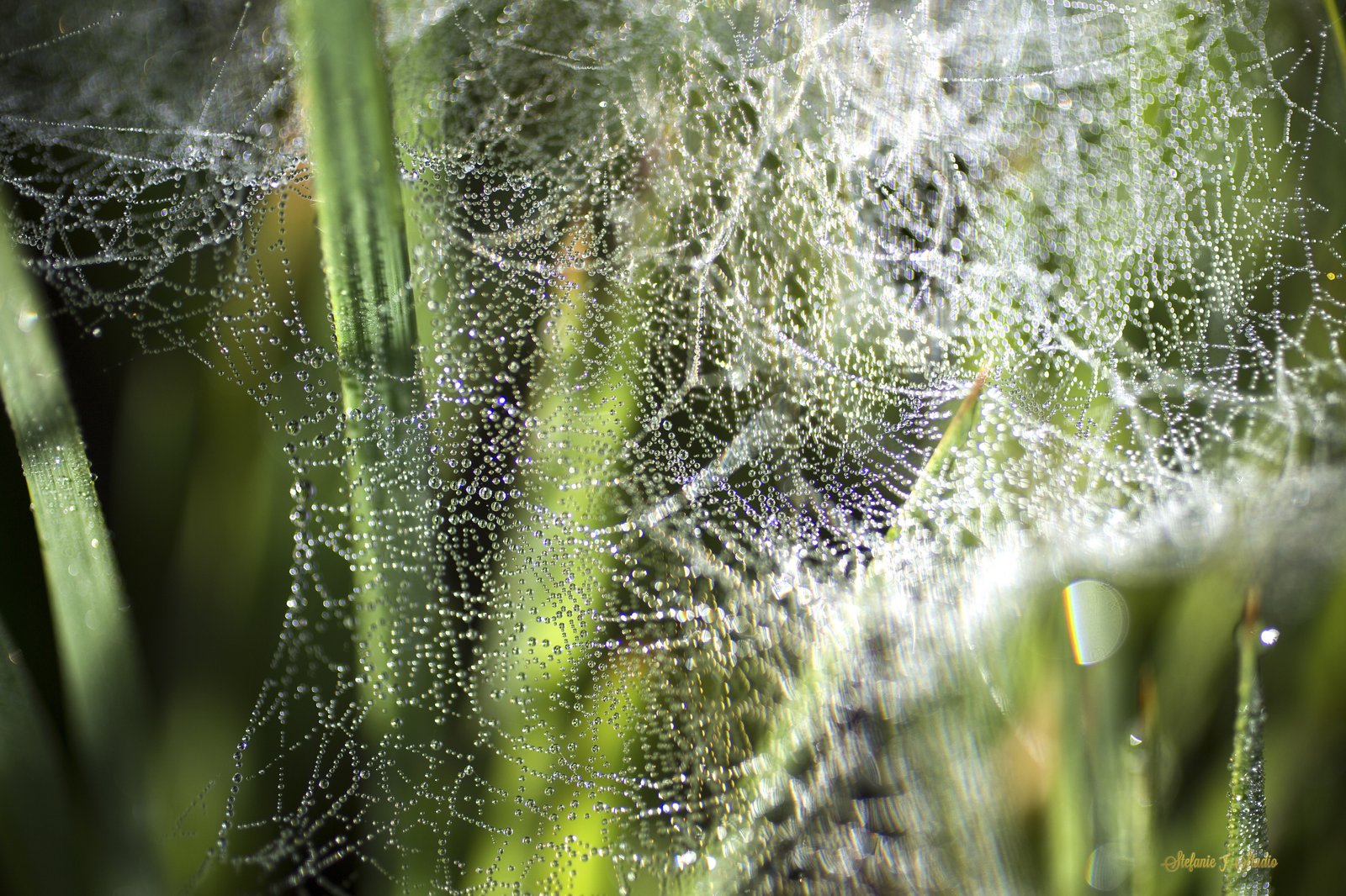Web of Life