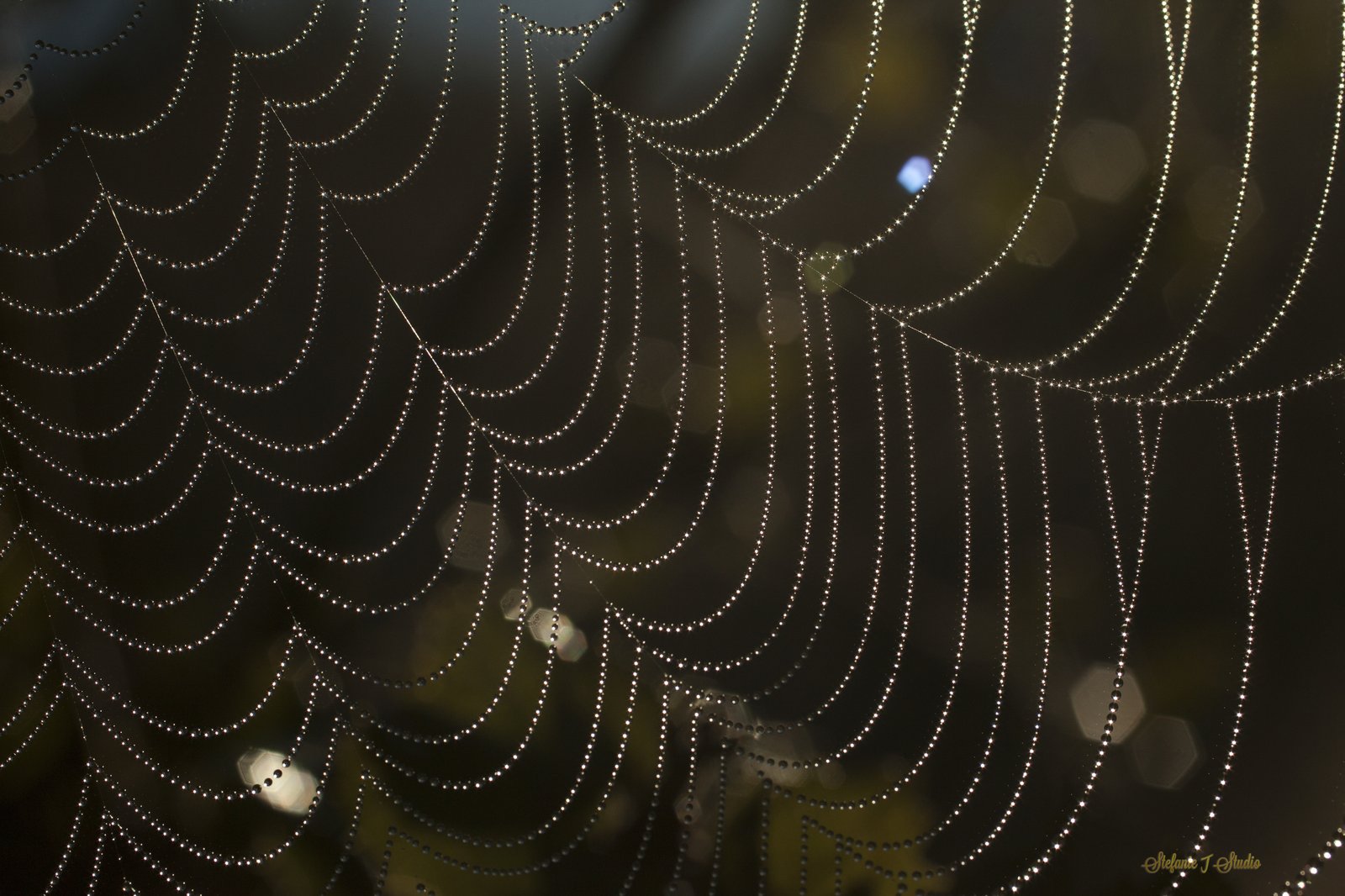 Web wave